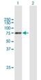 Protein Phosphatase With EF-Hand Domain 1 antibody, H00005475-B01P, Novus Biologicals, Western Blot image 