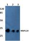 Mitochondrial Ribosomal Protein L28 antibody, A12699, Boster Biological Technology, Western Blot image 