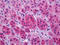 Solute Carrier Family 17 Member 7 antibody, TA317309, Origene, Immunohistochemistry frozen image 