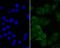 Eukaryotic Translation Initiation Factor 4A3 antibody, A03095-1, Boster Biological Technology, Immunocytochemistry image 