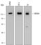 NEDD4 E3 Ubiquitin Protein Ligase antibody, MAB6218, R&D Systems, Western Blot image 