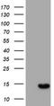 Migration And Invasion Enhancer 1 antibody, LS-C175086, Lifespan Biosciences, Western Blot image 