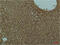 Phosphoinositide-3-Kinase Regulatory Subunit 1 antibody, GTX34122, GeneTex, Immunohistochemistry paraffin image 