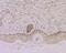 G Protein Nucleolar 3 antibody, NBP2-76853, Novus Biologicals, Immunohistochemistry frozen image 