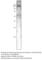 Transient Receptor Potential Cation Channel Subfamily M Member 8 antibody, TRPM8-101AP, FabGennix, Western Blot image 