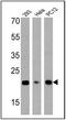 Diablo IAP-Binding Mitochondrial Protein antibody, GTX15827, GeneTex, Western Blot image 
