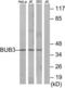 BUB3 Mitotic Checkpoint Protein antibody, LS-C119398, Lifespan Biosciences, Western Blot image 