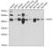 Asialoglycoprotein Receptor 1 antibody, 14-884, ProSci, Western Blot image 