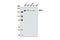 SPT5 Homolog, DSIF Elongation Factor Subunit antibody, 9033S, Cell Signaling Technology, Western Blot image 