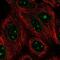 GLE1 RNA Export Mediator antibody, NBP2-56561, Novus Biologicals, Immunofluorescence image 