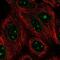 Nucleoporin GLE1 antibody, NBP2-56561, Novus Biologicals, Immunofluorescence image 