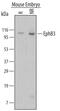 ETK2 antibody, MAB432, R&D Systems, Western Blot image 