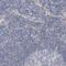 Alanine--glyoxylate aminotransferase 2, mitochondrial antibody, PA5-57929, Invitrogen Antibodies, Immunohistochemistry frozen image 