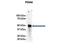 Protein Disulfide Isomerase Family A Member 6 antibody, PA5-69817, Invitrogen Antibodies, Western Blot image 