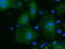 MOB Kinase Activator 3B antibody, TA501598, Origene, Immunofluorescence image 