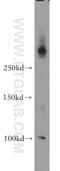 ATP Binding Cassette Subfamily A Member 2 antibody, 20681-1-AP, Proteintech Group, Western Blot image 