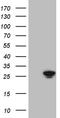 Translin antibody, TA809099, Origene, Western Blot image 