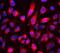 Microtubule Associated Scaffold Protein 1 antibody, A04047-1, Boster Biological Technology, Immunofluorescence image 