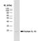 Interleukin 10 antibody, MCA2250, Bio-Rad (formerly AbD Serotec) , Immunohistochemistry paraffin image 