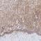 F11 Receptor antibody, NBP2-38934, Novus Biologicals, Immunohistochemistry frozen image 