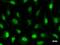 Transcriptional Adaptor 3 antibody, LS-C342324, Lifespan Biosciences, Immunofluorescence image 