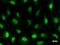 Transcriptional adapter 3 antibody, LS-C342324, Lifespan Biosciences, Immunofluorescence image 