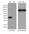 Apurinic/Apyrimidinic Endodeoxyribonuclease 1 antibody, M00627-1, Boster Biological Technology, Western Blot image 