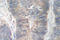 Eukaryotic Translation Initiation Factor 2 Alpha Kinase 2 antibody, LS-C178051, Lifespan Biosciences, Immunohistochemistry paraffin image 
