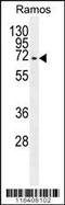 High molecular weight kininogen antibody, 55-985, ProSci, Western Blot image 