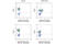 Lymphocyte Cytosolic Protein 2 antibody, 90247S, Cell Signaling Technology, Flow Cytometry image 