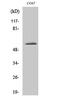 Zinc Finger C3HC-Type Containing 1 antibody, PA5-51026, Invitrogen Antibodies, Western Blot image 