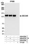 SEC24 Homolog B, COPII Coat Complex Component antibody, A304-876A, Bethyl Labs, Immunoprecipitation image 