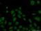 High Mobility Group 20B antibody, 14582-1-AP, Proteintech Group, Immunofluorescence image 
