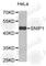 Smad Nuclear Interacting Protein 1 antibody, A4983, ABclonal Technology, Western Blot image 