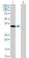 Homeobox D1 antibody, H00003231-B01P, Novus Biologicals, Western Blot image 