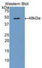 Adiponectin Receptor 1 antibody, LS-B15017, Lifespan Biosciences, Western Blot image 