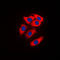 Neuralized E3 Ubiquitin Protein Ligase 1 antibody, GTX55911, GeneTex, Immunocytochemistry image 