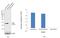 Growth Factor Receptor Bound Protein 2 antibody, PA5-17692, Invitrogen Antibodies, Western Blot image 