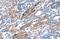 KIAA0319 antibody, PA5-42976, Invitrogen Antibodies, Immunohistochemistry frozen image 