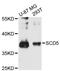 Stearoyl-CoA Desaturase 5 antibody, LS-C748188, Lifespan Biosciences, Western Blot image 