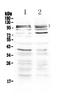 Transient Receptor Potential Cation Channel Subfamily C Member 3 antibody, A01472, Boster Biological Technology, Western Blot image 