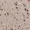 Nuclear RNA Export Factor 5 antibody, NBP1-85809, Novus Biologicals, Immunohistochemistry paraffin image 