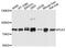 Polo Like Kinase 3 antibody, PA5-76428, Invitrogen Antibodies, Western Blot image 