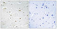 DEAD-Box Helicase 3 Y-Linked antibody, abx014237, Abbexa, Western Blot image 