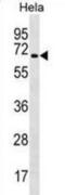 TRAF3 Interacting Protein 2 antibody, abx030734, Abbexa, Western Blot image 