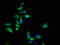 Erythropoietin Receptor antibody, CSB-PA007744LA01HU, Cusabio, Immunofluorescence image 