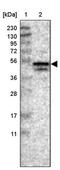 NudC Domain Containing 3 antibody, PA5-54013, Invitrogen Antibodies, Western Blot image 