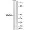 Myeloid Cell Nuclear Differentiation Antigen antibody, A06675, Boster Biological Technology, Western Blot image 