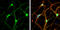 Neuron-specific antigen HPC-1 antibody, GTX106365, GeneTex, Immunocytochemistry image 