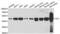 Ornithine aminotransferase, mitochondrial antibody, abx004761, Abbexa, Western Blot image 